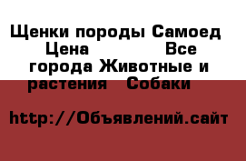 Щенки породы Самоед › Цена ­ 20 000 - Все города Животные и растения » Собаки   